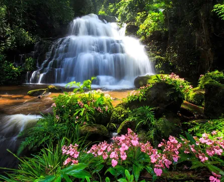 Mountain stream waterfall plants wilderness natural beauty