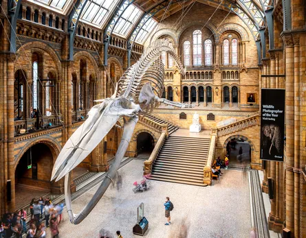 Whale in museum