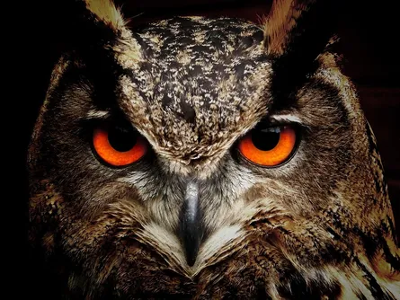 Owl's orange eye