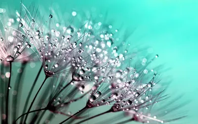 Beautiful water droplets