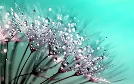 Beautiful water droplets