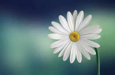 A daisy by a flower