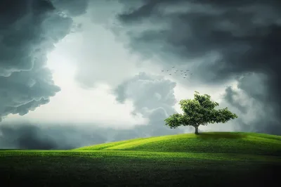 Lone tree stands
