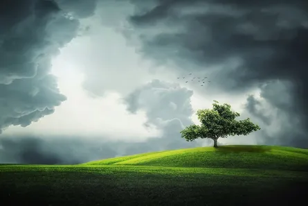 Lone tree stands