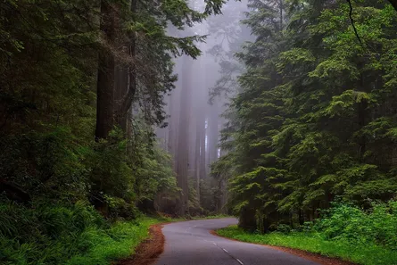 Lush green forest