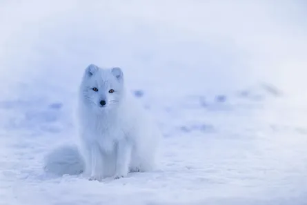 White fox, snowy background