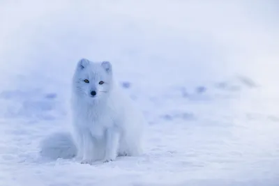 White fox, snowy background