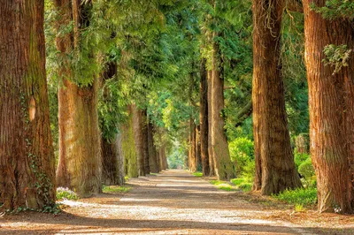 Trees and path