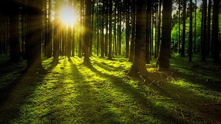 Sunlight filtering through trees