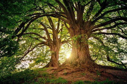 Ancient tree in a clearing
