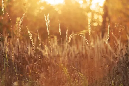 Field of tall grass