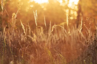 Field of tall grass