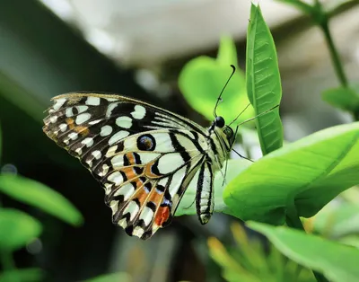 Butterfly on plant