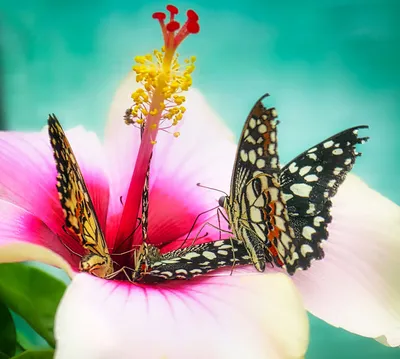 Three Butterflies on Flower