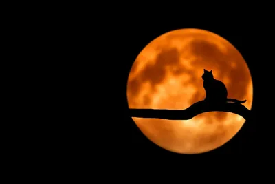 Cat on a branch