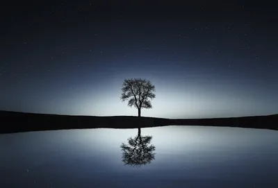 Silhouette tree under moon