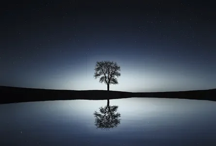 Silhouette tree under moon