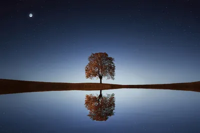 Lone tree in lake