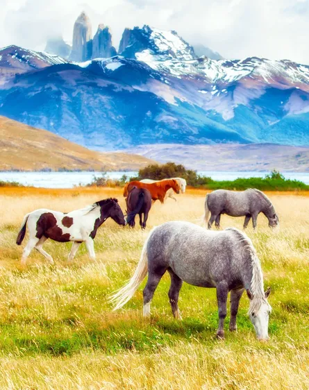 Horses near mountains