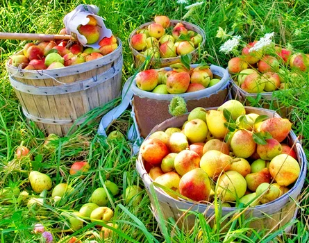 Six baskets of apples