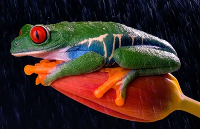 Frog on flower