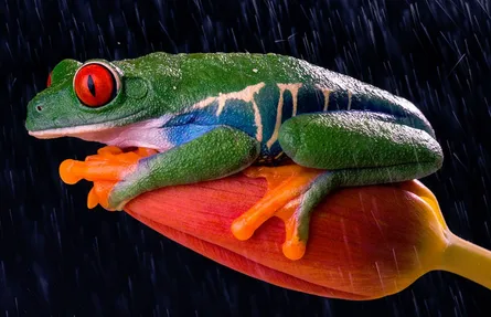 Frog on flower