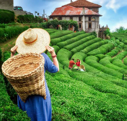 Picturesque tea fields