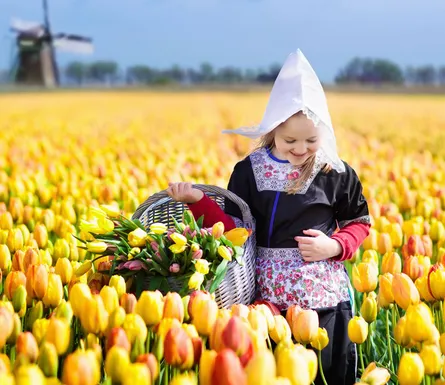 Picking tulips 130 075