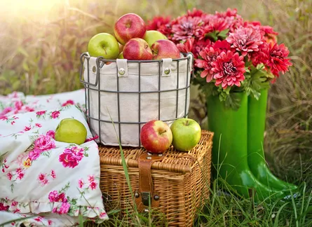 Fruit basket apple orchard picnic summer