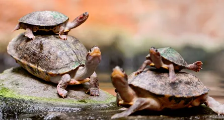 Turtles on log, in water