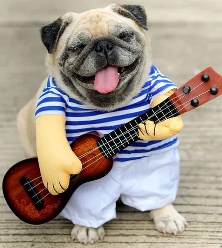 Adorable dog with guitar