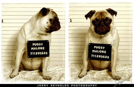 Pug shot 26 22