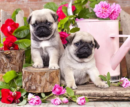 Puppies near roses and watering can
