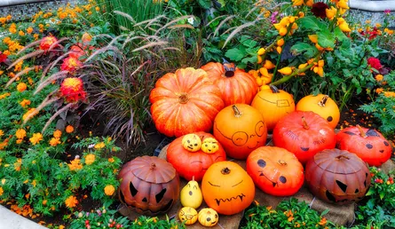 Vibrant autumnal display