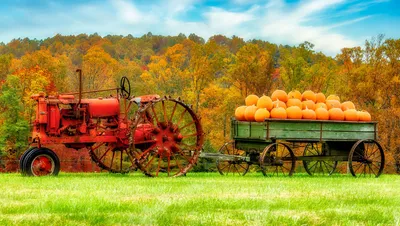 Fall Harvest Scene