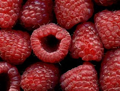 Fresh raspberries
