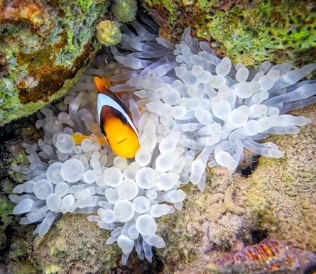 Coral fish reef