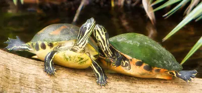 Dual Turtles