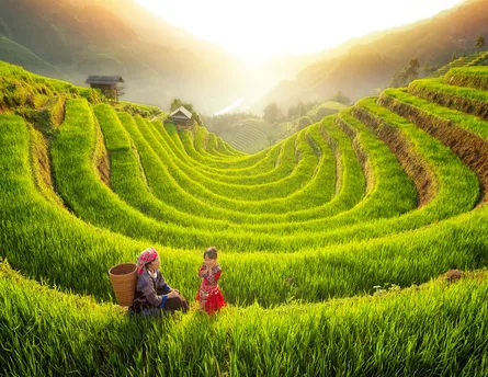 Rice farm 130 088