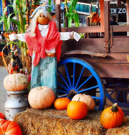 Pumpkin patch scene