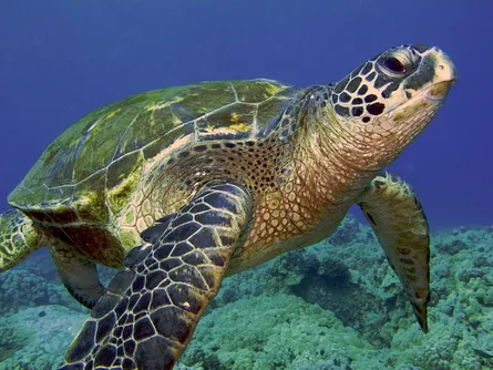 Turtle swimming underwater
