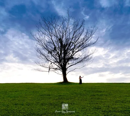 Tall tree on hill