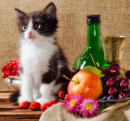 Kitten among fruit and bottle