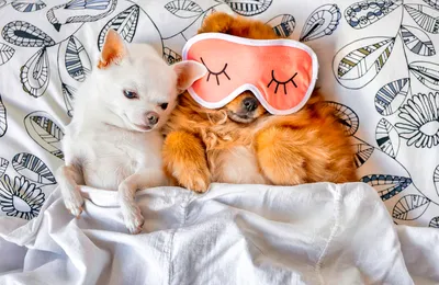 Sleepy pets in bed