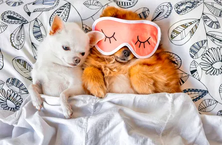 Sleepy pets in bed