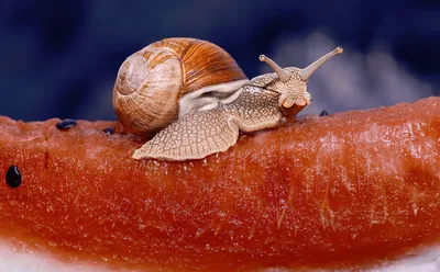 Snail on a Strawberry