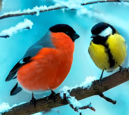Bright Birds in Snow