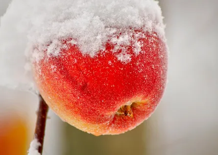 Snowy apple with heart shape