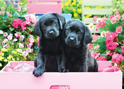 Two puppies in flowers