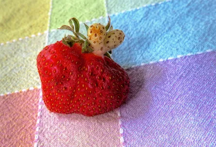 Strawberry on towel